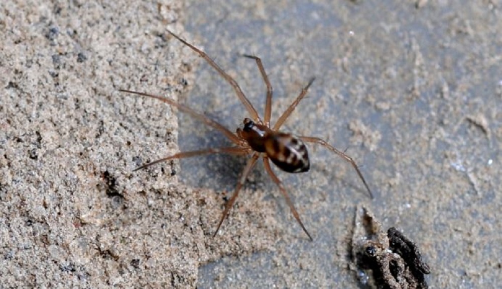 A money spider (Linyphiid spp.)